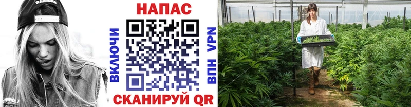 Бошки марихуана индика  Железноводск 